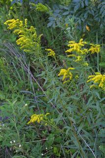 Solidago gigantea, whole plant - in flower - general view