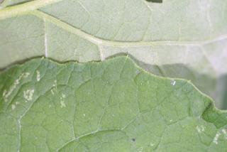 Arctium minus, leaf - margin of upper + lower surface