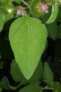 Arctium minus, leaf - on upper stem