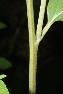 Arctium minus, stem - showing leaf bases