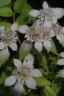Pycnanthemum pycnanthemoides, inflorescence - whole - unspecified