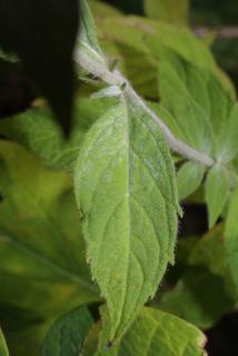 Pycnanthemum pycnanthemoides, leaf - basal or on lower stem