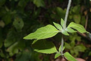 Pycnanthemum pycnanthemoides, leaf - on upper stem