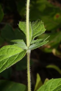 Pycnanthemum pycnanthemoides, stem - showing leaf bases