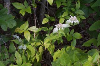 Pycnanthemum pycnanthemoides, whole plant - in flower - general view