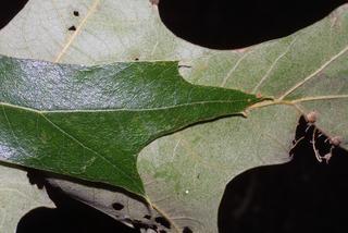 Quercus pagoda, leaf - margin of upper + lower surface