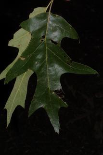 Quercus pagoda, leaf - whole upper surface