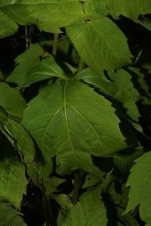 Rudbeckia laciniata, leaf - basal or on lower stem