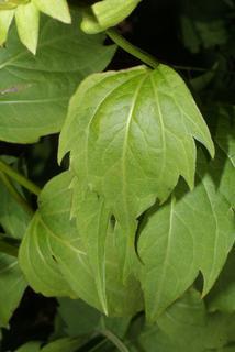 Rudbeckia laciniata, leaf - on upper stem