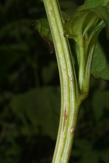 Rudbeckia laciniata, stem - showing leaf bases