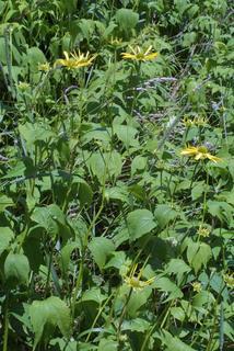 Rudbeckia laciniata, whole plant - in flower - general view