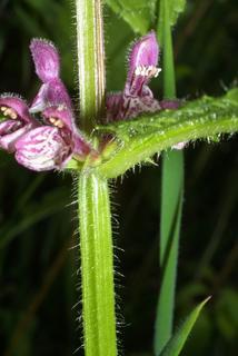 Stachys clingmanii, inflorescence - lateral view of flower