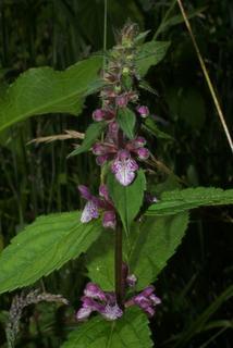Stachys clingmanii, inflorescence - whole - unspecified