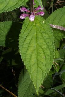 Stachys clingmanii, leaf - basal or on lower stem