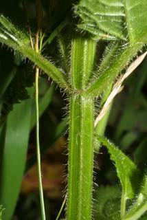 Stachys clingmanii, stem - showing leaf bases