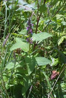 Stachys clingmanii, whole plant - in flower - general view