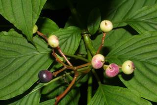 Cornus alternifolia, fruit - as borne on the plant