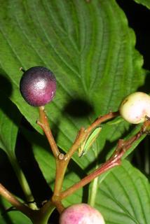 Cornus alternifolia, fruit - lateral or general close-up