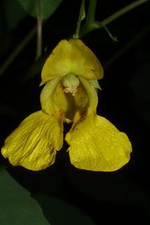 Impatiens pallida, inflorescence - frontal view of flower