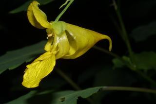 Impatiens pallida, inflorescence - lateral view of flower