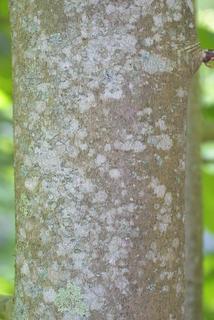 Magnolia tripetala, bark - of a large tree