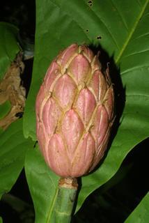 Magnolia tripetala, fruit - immature