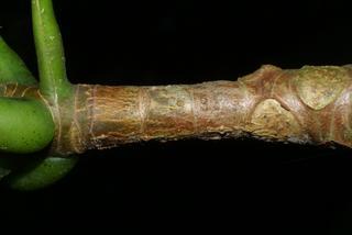 Magnolia tripetala, twig - orientation of petioles
