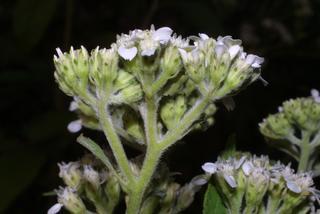 Verbesina virginica, inflorescence - lateral view of flower
