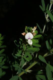 Lespedeza cuneata, inflorescence - frontal view of flower