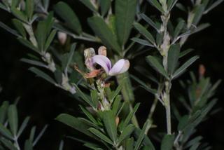 Lespedeza cuneata, inflorescence - lateral view of flower