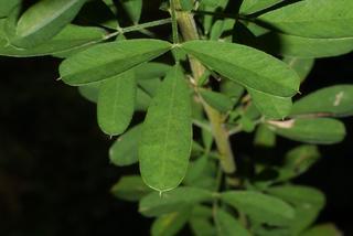 Lespedeza cuneata, leaf - on upper stem