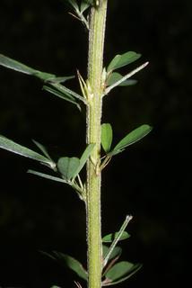 Lespedeza cuneata, stem - showing leaf bases
