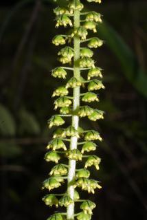 Ambrosia trifida, inflorescence - lateral view of flower