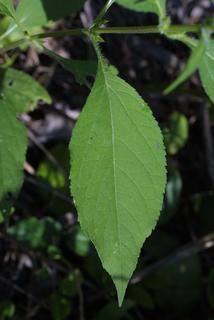 Ambrosia trifida, leaf - on upper stem