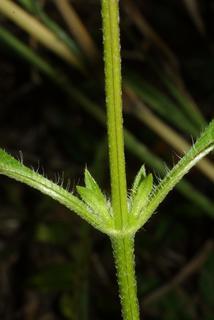 Ambrosia trifida, stem - showing leaf bases