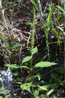 Ambrosia trifida, whole plant - in flower - general view