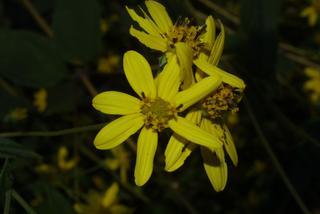 Helianthus microcephalus, inflorescence - whole - unspecified