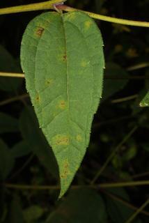 Helianthus microcephalus, leaf - basal or on lower stem