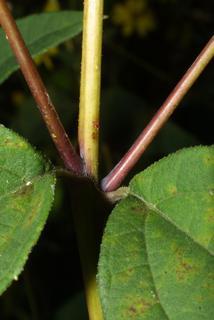 Helianthus microcephalus, stem - showing leaf bases