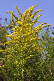 Solidago canadensis, inflorescence - whole - unspecified