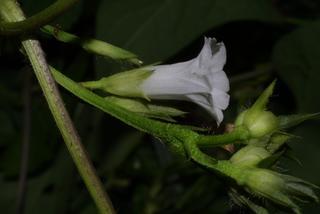 Ipomoea lacunosa, inflorescence - lateral view of flower