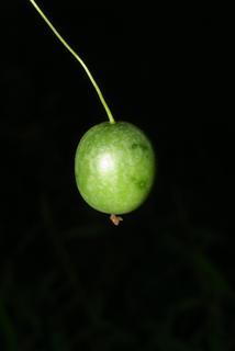 Melothria pendula, fruit - juvenile