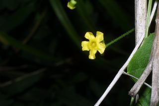 Melothria pendula, inflorescence - frontal view of flower
