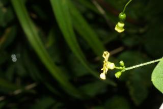 Melothria pendula, inflorescence - lateral view of flower