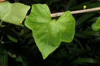 Melothria pendula, leaf - on upper stem