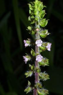 Perilla frutescens, inflorescence - frontal view of flower