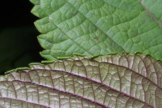 Perilla frutescens, leaf - margin of upper + lower surface