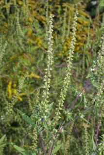 Ambrosia artemisiifolia, inflorescence - whole - unspecified
