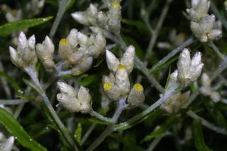 Pseudognaphalium obtusifolium, inflorescence - lateral view of flower