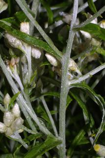 Pseudognaphalium obtusifolium, stem - showing leaf bases